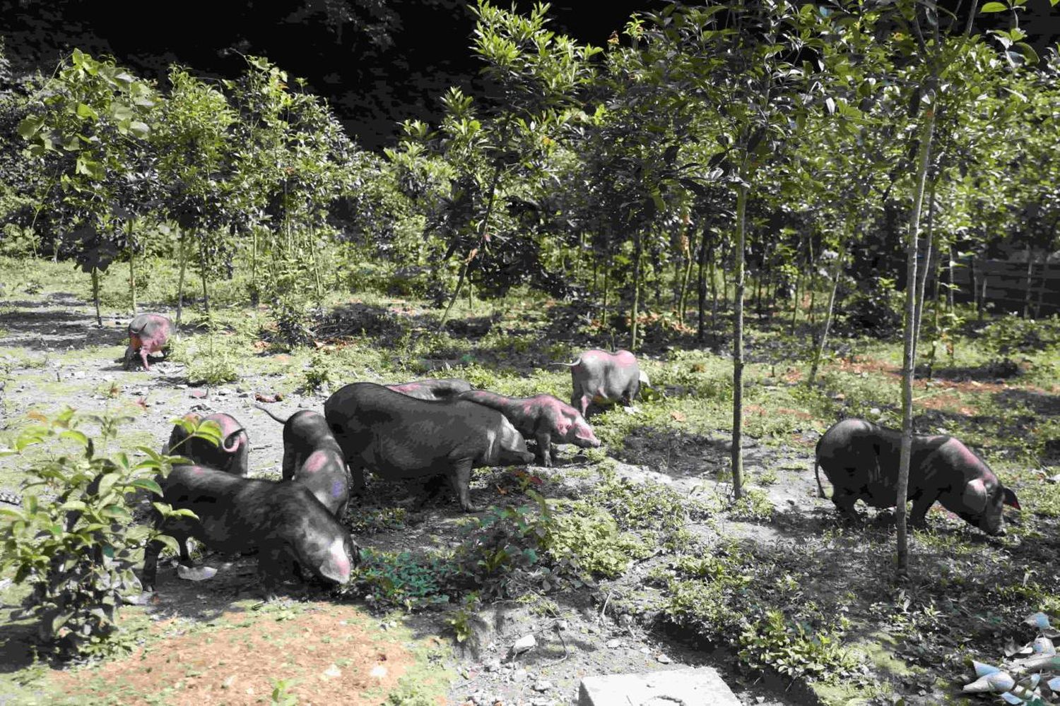 贵州台江:岩江小香猪特色养殖激活乡村振兴新动能