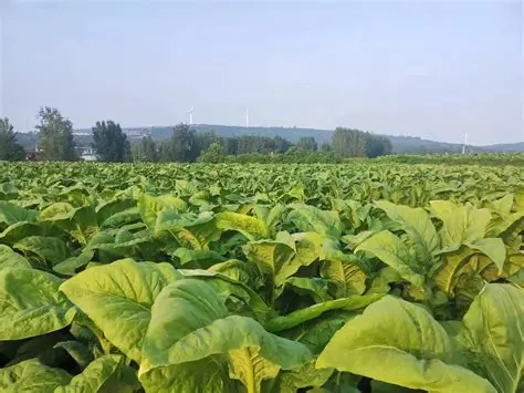 河南舞鋼：科技特派員深入田間為受災玉米“把脈開方”