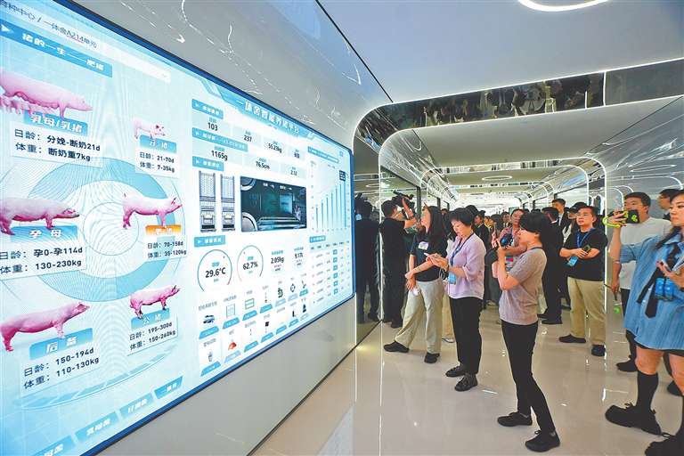 从“会”养猪到“慧”养猪(活力中国调研行)