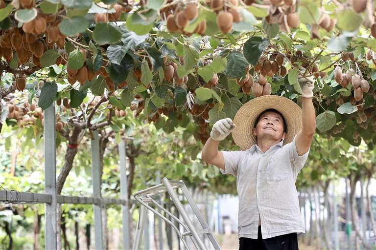 河南“精品果篮”是怎样炼成的?