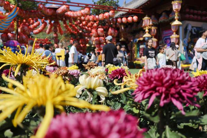 中国开封第44届菊花文化节将于10月18日启幕 连片造景绘就古都秋图